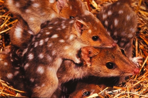 Fotogalerie obratlovců Katedra zoologie, Přírodovědecká fakulta JU