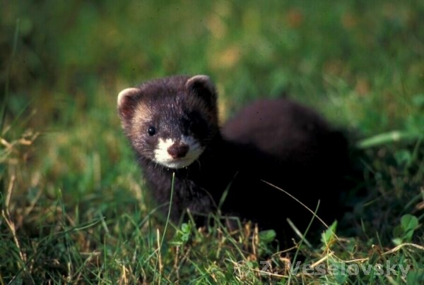 http://zoogalerie.prf.jcu.cz/photogallery/Veselovsky/Mustela_lutreola.jpg