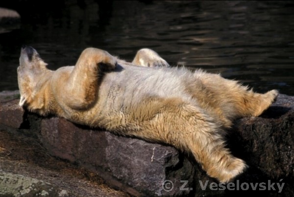 [http://zoogalerie.prf.jcu.cz/photogallery/Veselovs ky/Ursus_maritimus-odpocinek.jpg]