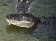 Aligator mississippiensis