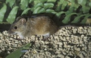myšice temnopásá