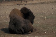 bizon 