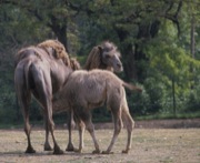 Camelus ferus