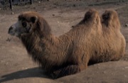 Camelus ferus