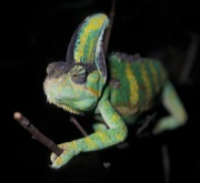 chameleón jemenský