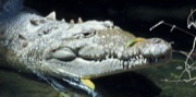 krokodýl orinocký