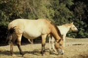 Equus ferus