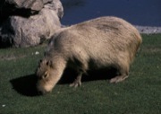 kapybara 