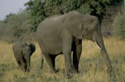 slon africký