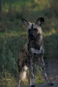 pes hyenový
