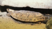 želva skalní