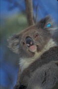 koala medvídkovitá