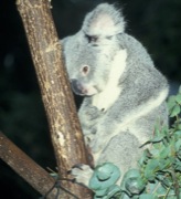 koala medvídkovitá