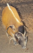 štětkoun africký