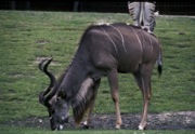 kudu velký